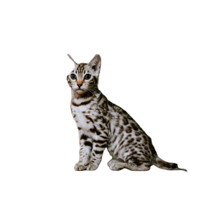 Adorable Bengal Kitten Playing Indoors With Pink Feather Toy. 14730 - Cat PNG image with transparent background